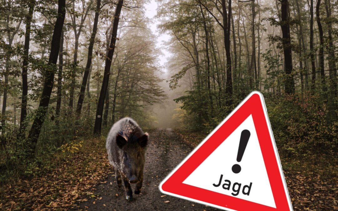 Dates des chasses en battue 2026 / Daten der Drückerjagden 2026